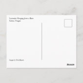 Lavendel in einer Scheune Postkarte (Rückseite)