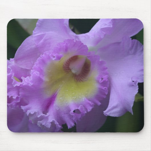 Lavendel-Iris Mousepad (Vorne)