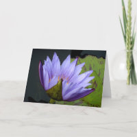 Lavendel