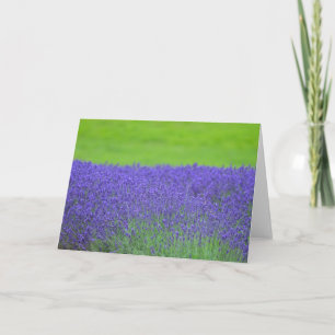 Lavendel Karte