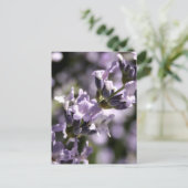 Lavendel Kräuter Postkarten (Stehend Vorderseite)