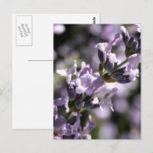 Lavendel Kräuter Postkarten (Vorne/Hinten)