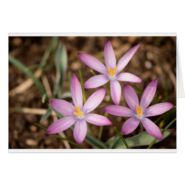 Lavendel-Krokus-Dreieck (Vorderseite (Horizontal))