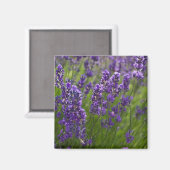 Lavendel | Lavendel Magnet (Vorderseite/Rückseite)