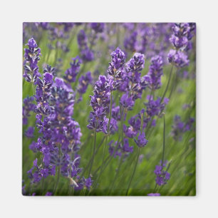 Lavendel   Lavendel Magnet