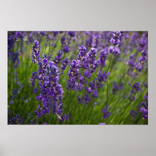 Lavendel   Lavendel Poster