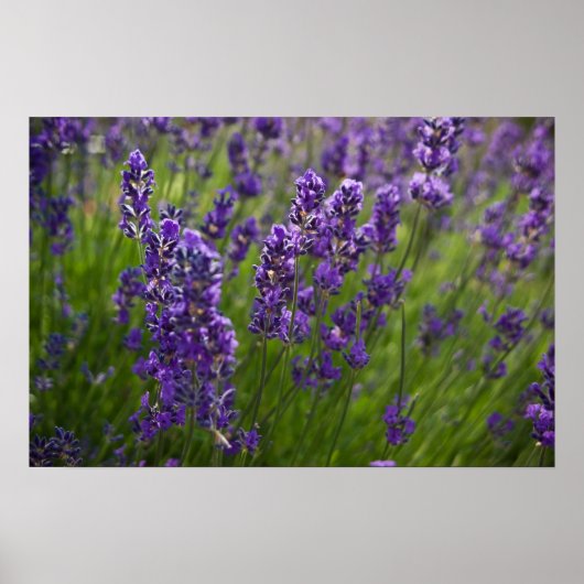Lavendel | Lavendel Poster (Vorne)
