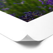 Lavendel | Lavendel Poster (Ecke)