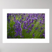 Lavendel | Lavendel Poster (Vorne)