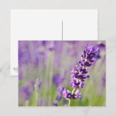 Lavendel | Lavendel Postkarte (Vorne/Hinten)