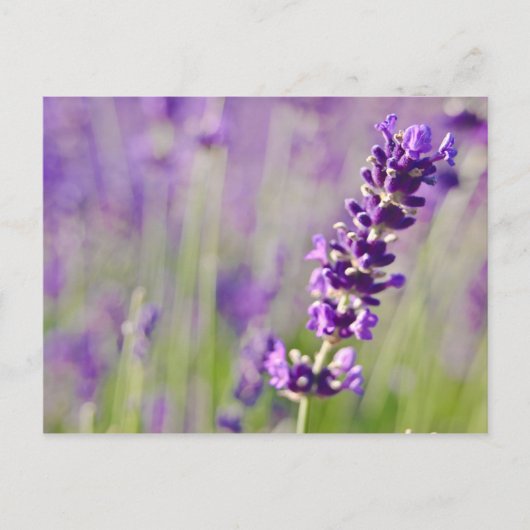 Lavendel | Lavendel Postkarte (Vorderseite)