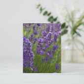 Lavendel | Lavendel Postkarte (Stehend Vorderseite)