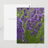 Lavendel | Lavendel Postkarte (Vorne/Hinten)