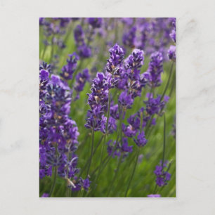 Lavendel   Lavendel Postkarte