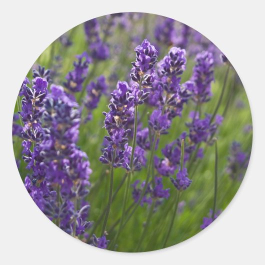 Lavendel | Lavendel Runder Aufkleber (Vorderseite)