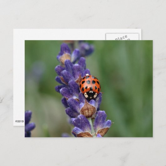 Lavendel-Liebe Postkarte (Vorne/Hinten)