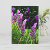 Lavendel, Liebe und Hingabe, Hochzeit speichern Si Einladung (Stehend Vorderseite)