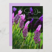 Lavendel, Liebe und Hingabe, Hochzeit speichern Si Einladung (Vorne/Hinten)