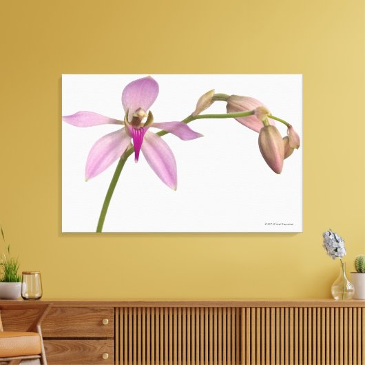 Lavendel Lila Orchid Leinwanddruck (Insitu (Wohnzimmer))