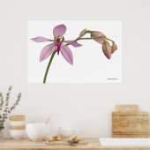 Lavendel Lila Orchid Poster (Küche)