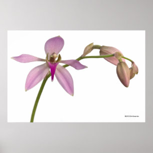 Lavendel-lila Orchidee Poster