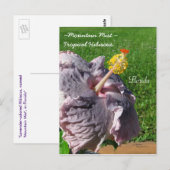 Lavendel lila tropischer Hibiskus Postkarte (Vorne/Hinten)