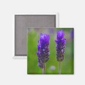 Lavendel Magnet (Vorderseite/Rückseite)
