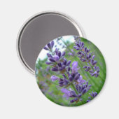Lavendel Magnet (Vorderseite/Rückseite)