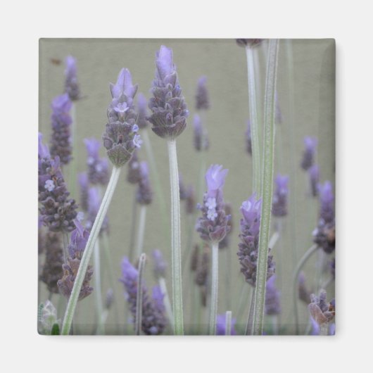 Lavendel Magnet (Vorne)