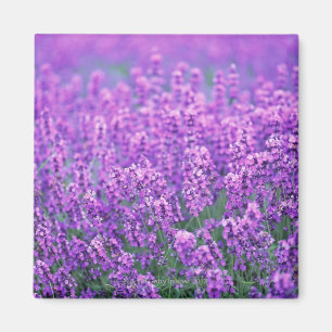 Lavendel Magnet