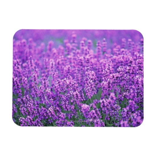 Lavendel Magnet (Horizontal)