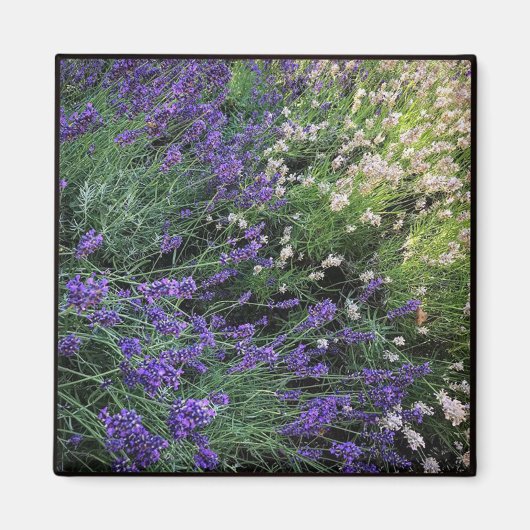 Lavendel Magnet (Vorne)