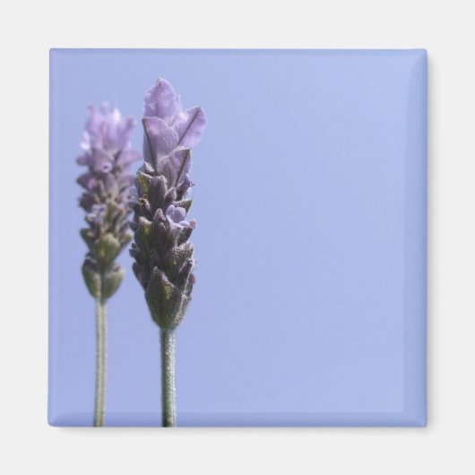 Lavendel Magnet (Vorne)
