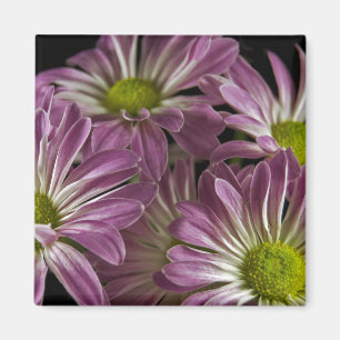 Lavendel-Magnet Magnet