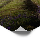 Lavendel nach Ernteplakat Poster (Ecke)