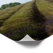 Lavendel nach Ernteplakat Poster (Ecke)