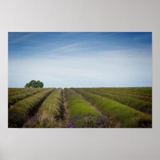 Lavendel nach Ernteplakat Poster (Vorne)