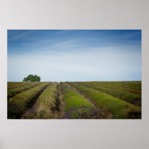 Lavendel nach Ernteplakat Poster
