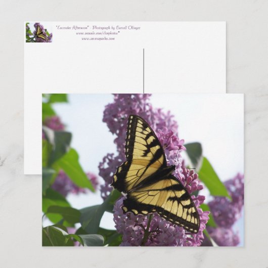 Lavendel Nachmittag Postkarte (Vorne/Hinten)