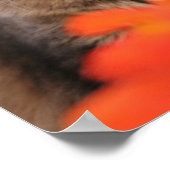 Lavendel, Nasturtium und eine Tortoiseshell Katze Poster (Ecke)