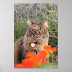 Lavendel, Nasturtium und eine Tortoiseshell Katze Poster
