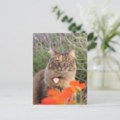 Lavendel, Nasturtium und eine Tortoiseshell Katze Postkarte (Stehend Vorderseite)