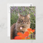 Lavendel, Nasturtium und eine Tortoiseshell Katze Postkarte (Vorne/Hinten)