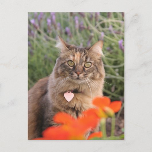 Lavendel, Nasturtium und eine Tortoiseshell Katze Postkarte (Vorderseite)