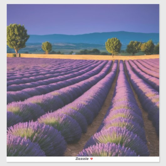 Lavendel Natur Außenwelt Landschaft Ruhe Friedlich Aufkleber (Blatt)