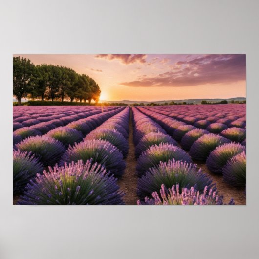Lavendel Natur Außenwelt Landschaft Ruhe Friedlich Poster (Vorne)