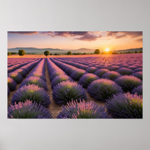 Lavendel Natur Außenwelt Landschaft Ruhe Friedlich Poster
