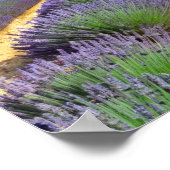 Lavendel Natur Außenwelt Landschaft Ruhe Friedlich Poster (Ecke)