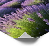 Lavendel Natur Außenwelt Landschaft Ruhe Friedlich Poster (Ecke)