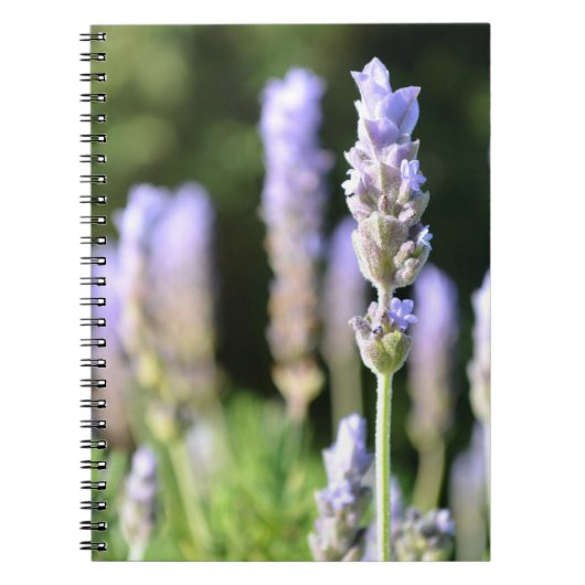 Lavendel-Notizbuch Notizblock (Vorderseite)